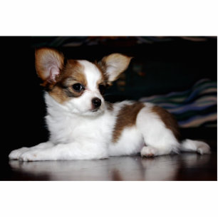 Papillon puppy photo sculpture