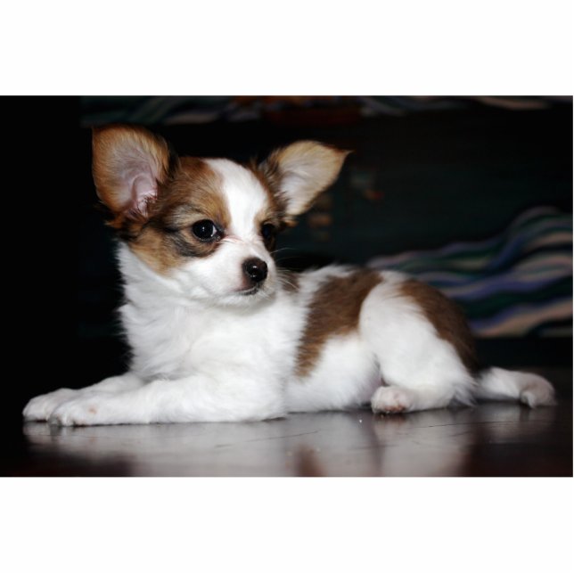 Papillon puppy photo sculpture (Front)