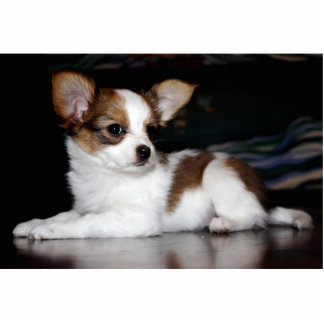 Papillon puppy pin cutout