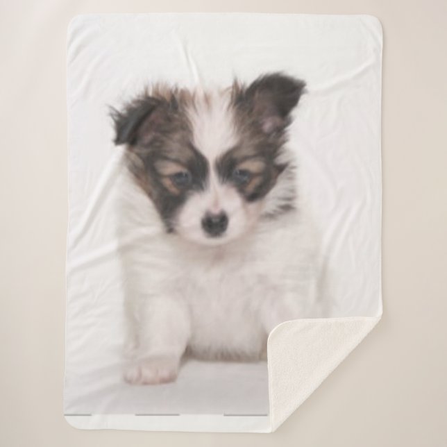 PAPILLON PUPPY SHERPA BLANKET (Front)