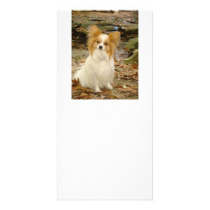 Papillon sitting.png card