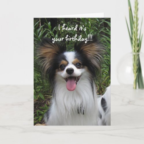 Papillon Sloppy Kisses Birthday Card