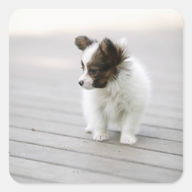 Papillon Square Sticker (Front)