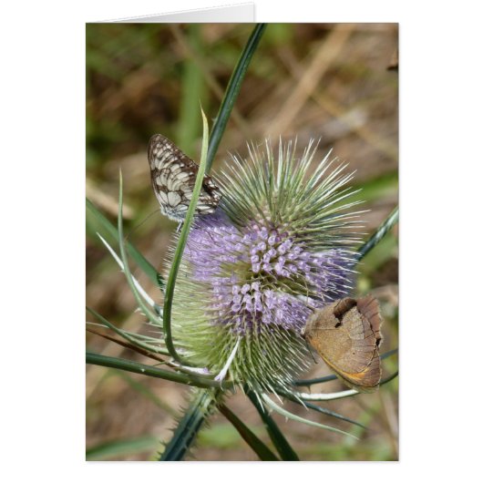 Papillons Cards (Front)