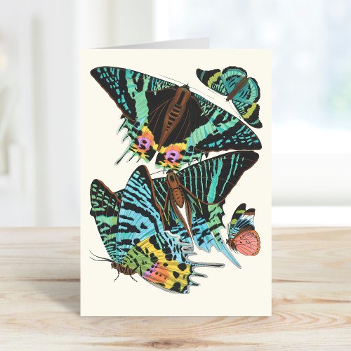 Papillons  Emile_Allain Sguy Card