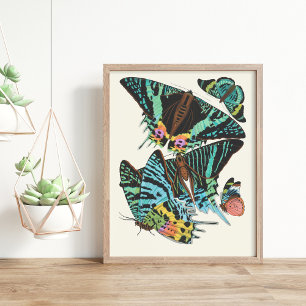 Papillons Emile-Allain Séguy Framed Art