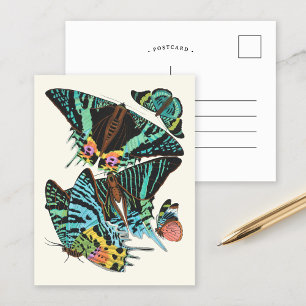 Papillons   Emile-Allain Séguy Postcard