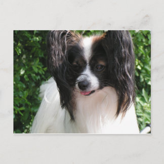Papillons Postcard