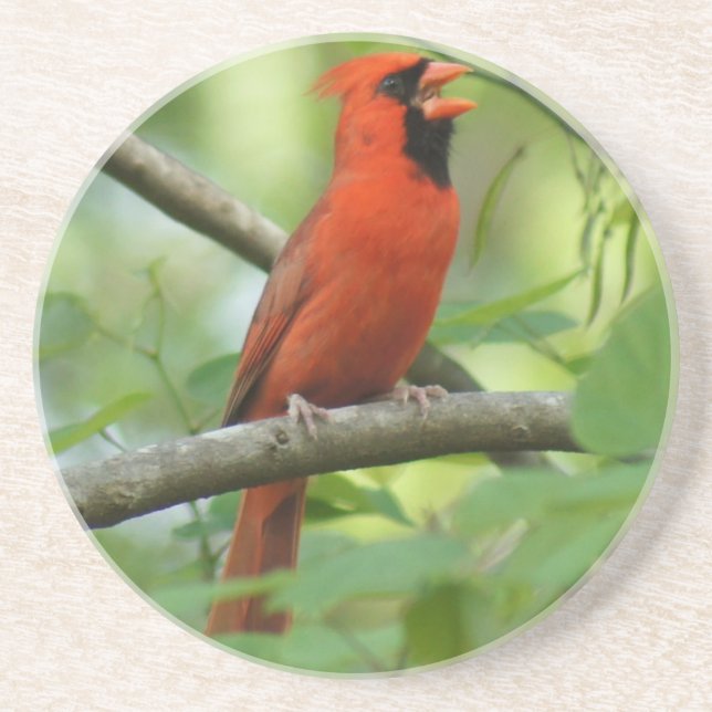 Pappa Cardinal Singing! Drink Coaster (Front)