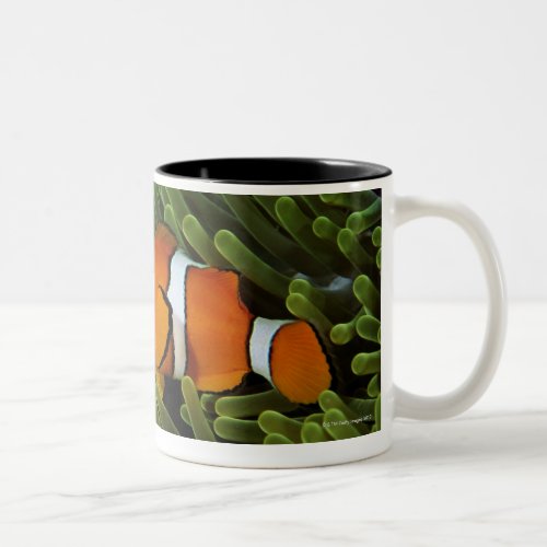 Papua New Guinea false clown anemonefish and Two_Tone Coffee Mug