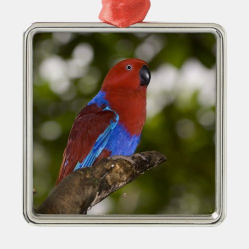 Papua New Guinea Lae Female Eclectus Parrot Metal Ornament