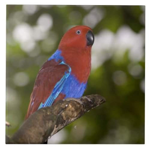 Papua New Guinea Lae Female Eclectus Parrot Tile