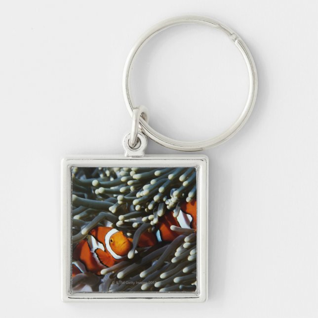 Papua New Guinea, two false clown anemonefish Keychain (Front)