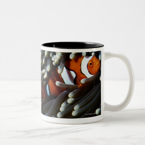 Papua New Guinea two false clown anemonefish Two_Tone Coffee Mug