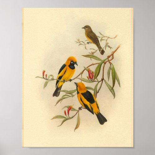 Papuan Yellow Flycatcher Bird Vintage Print