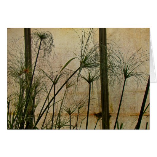 Papyrus (Front Horizontal)