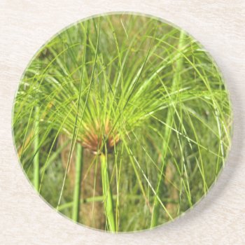 Papyrus Grass Coaster by FindingTheSilverSun at Zazzle