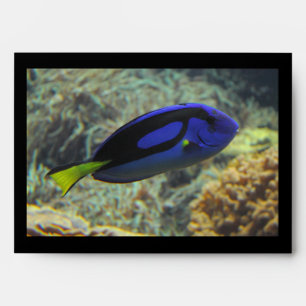 Paracanthurus hepatus envelope