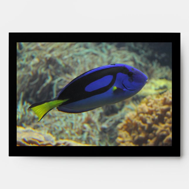 Paracanthurus hepatus envelope (Front)