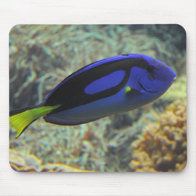 Paracanthurus hepatus mouse pad (Front)