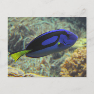 Paracanthurus hepatus postcard