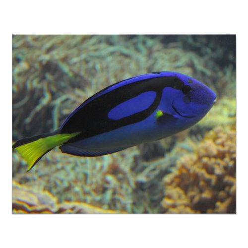 Paracanthurus hepatus poster