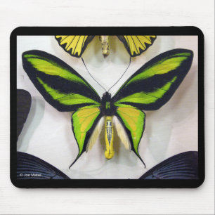 Paradise birdwing , Ornithoptera paradisea Mouse Pad