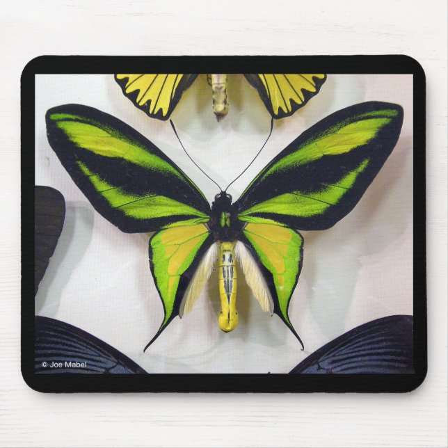 Paradise birdwing , Ornithoptera paradisea Mouse Pad (Front)