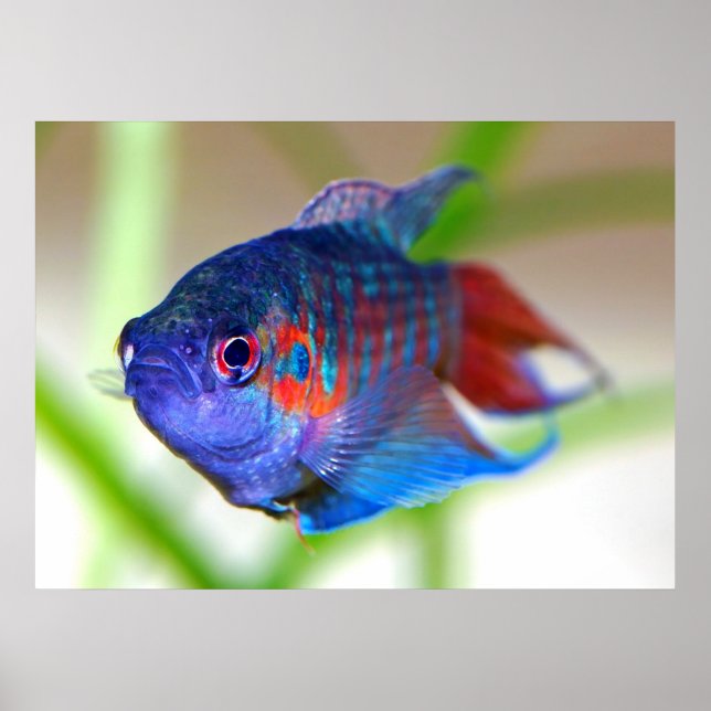 Paradise fish Macropodus opercularis Poster (Front)
