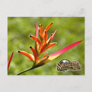 Paradise Flower Postcard