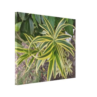 PARADISE GREEN PLANT CANVAS PRINT