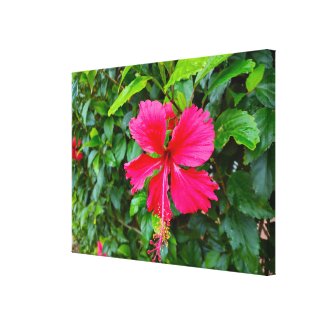 PARADISE MORNING CANVAS PRINT