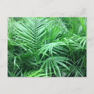 Paradise Palms Postcard