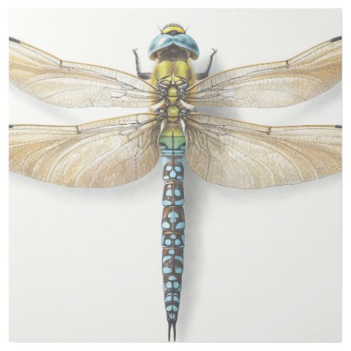 Paragomphus Dragonfly in Watercolor and Ink IREF57 Gallery Wrap