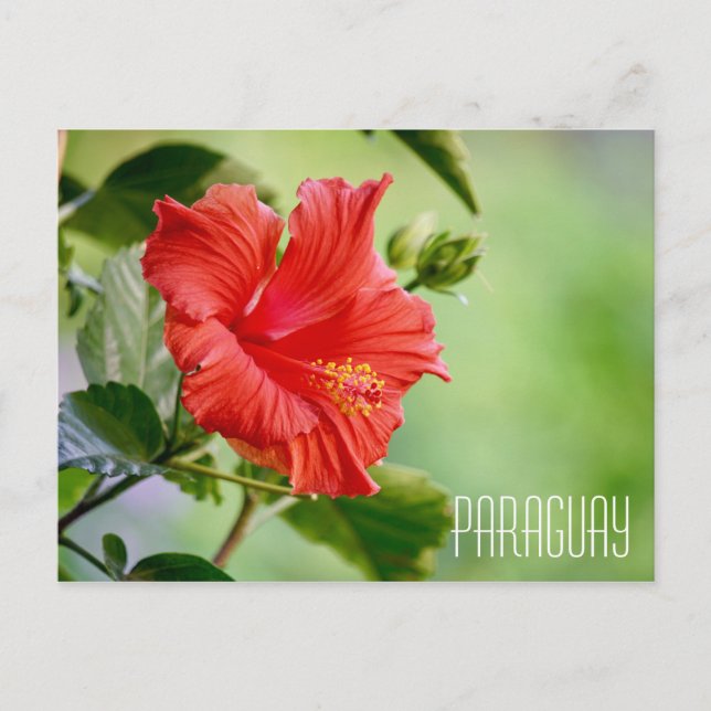 Paraguay hibiscus flower postcard (Front)
