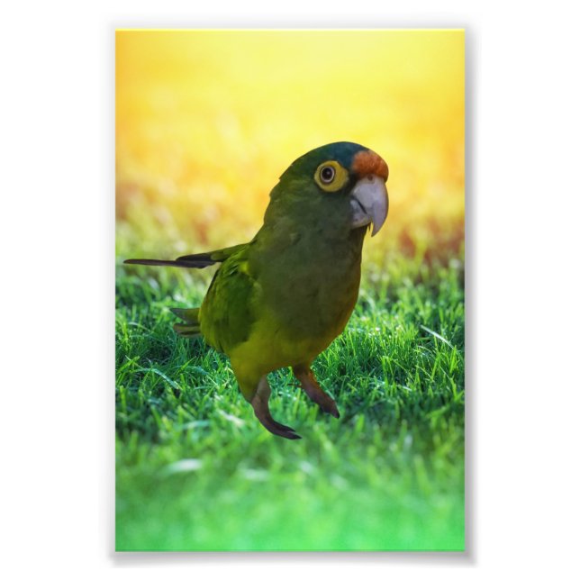 Parakeet. Aratinga Canicularis / Papillero Photo Print (Front)