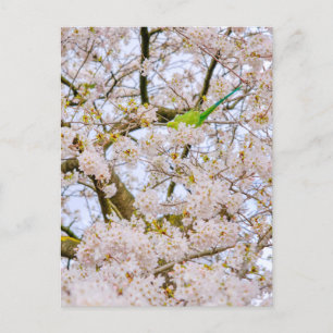 Parakeet at St James's Park London UK Postcard