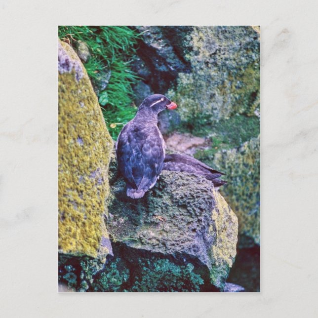 Parakeet Auklet Postcard (Front)