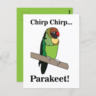 Parakeet Bird  Postcard
