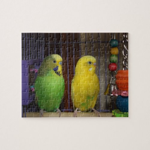 Parakeet Bird Puzzle
