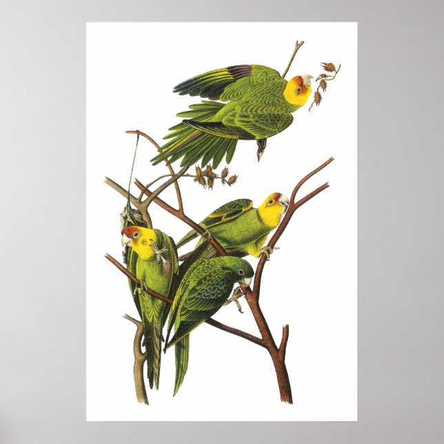 Parakeet by John Audubon - Poster Print (Front)