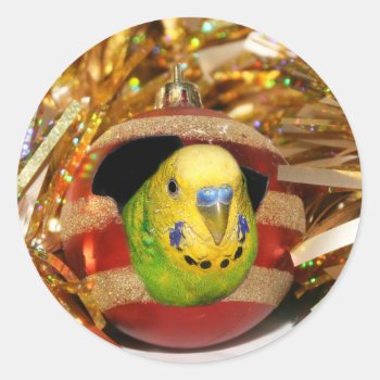 Parakeet Christmas Classic Round Sticker by deemac1 at Zazzle