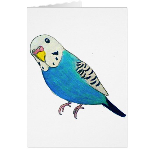 Parakeet Drawing (Front)