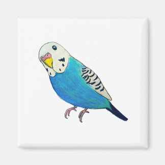 Parakeet Drawing Magnet
