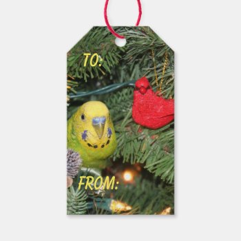 Parakeet In A Christmas Tree Gift Tags by deemac2 at Zazzle