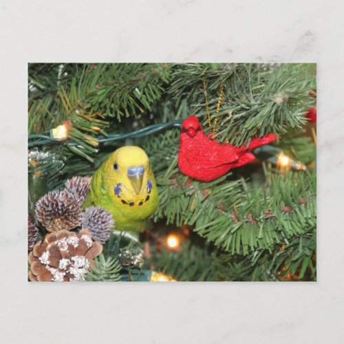 Parakeet in a Christmas tree Holiday Postcard