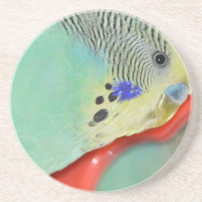 Parakeet looking in mirror sandstone coaster (Front)