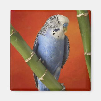 parakeet magnet