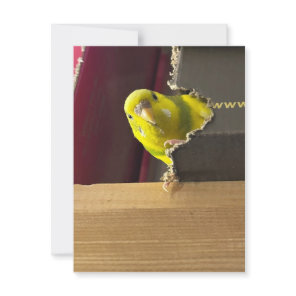 Parakeet Peek a boo Postcard