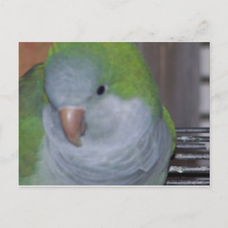 PARAKEET POSTCARD